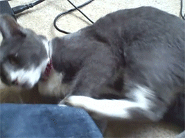 Cat-Fights-With-Own-Leg.gif